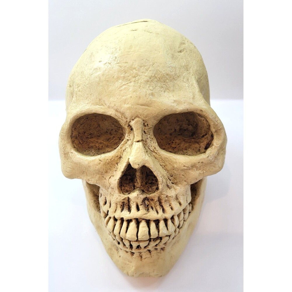 Vintage Skull Bank Life Size Skeleton Head Coin Bank Halloween Decor w Box